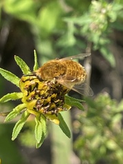 Sparnopolius confusus