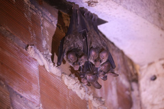 Chrotopterus auritus