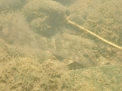 Hypentelium nigricans