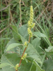 Amaranthus powellii