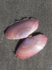 Gari lineolata