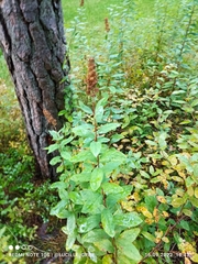 Spiraea douglasii