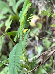 Chamaecrista nictitans