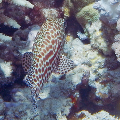 Epinephelus merra