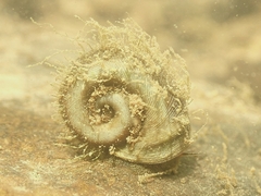 Planorbella trivolvis