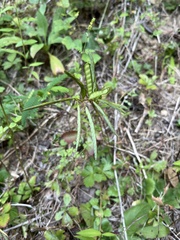 Chamaecrista nictitans
