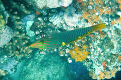 Halichoeres hortulanus