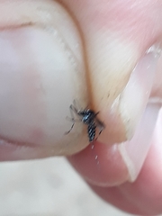 Aedes albopictus