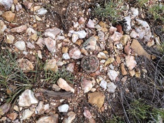 Escobaria vivipara arizonica