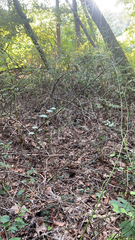 Symphoricarpos mollis