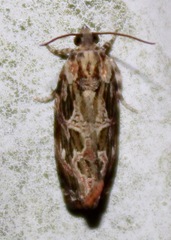 Phaecasiophora confixana