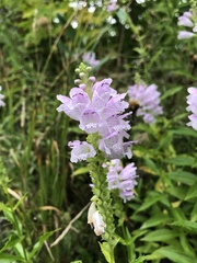 Physostegia virginiana