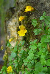 Erythranthe tilingii