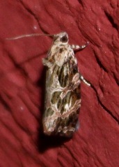 Phaecasiophora confixana