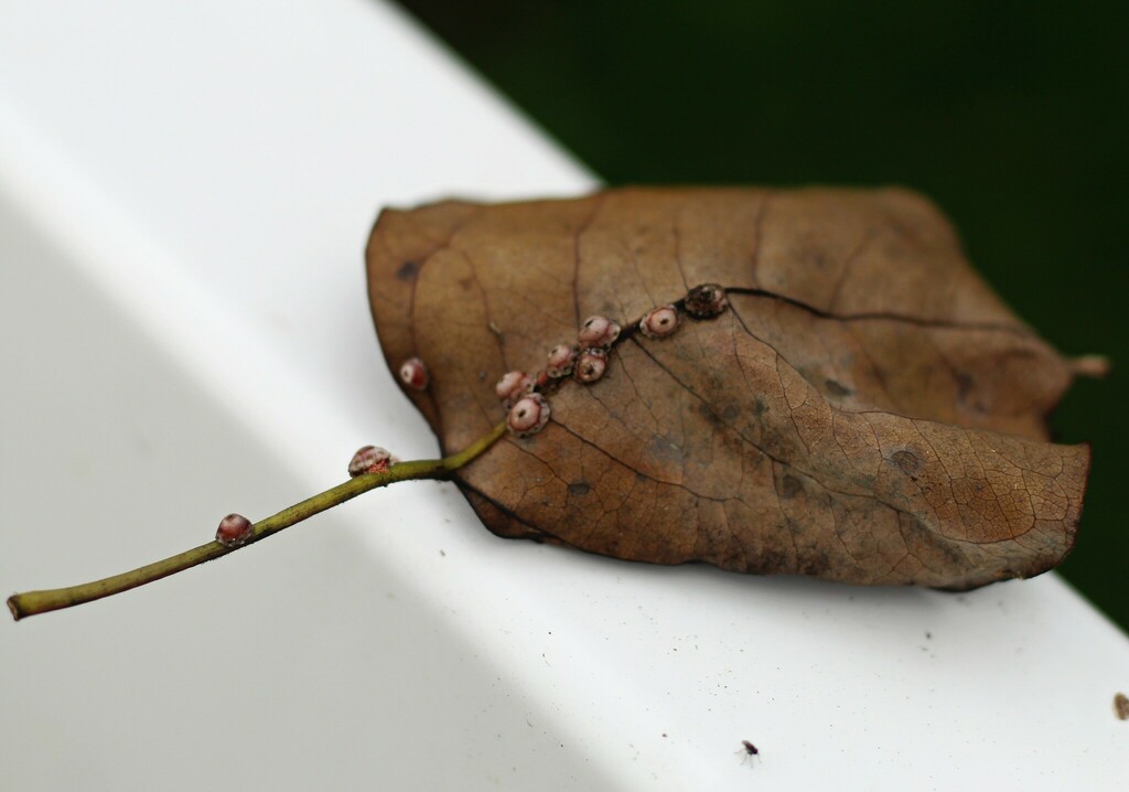 Wax Scales from Wesley Chapel, FL, USA on September 16, 2022 at 0231