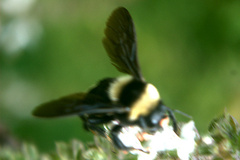 Bombus medius