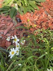 Lepidophora lepidocera