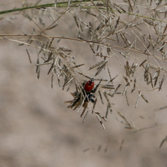 Phidippus carneus