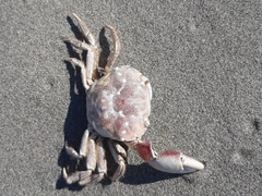 Hemigrapsus crenulatus