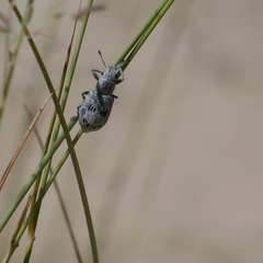 Ericydeus