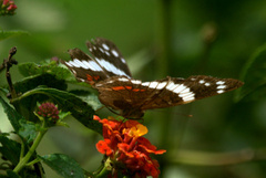 Anartia fatima