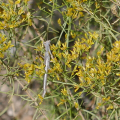 Litaneutria ocularis