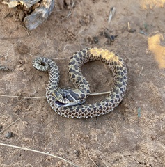 Heterodon nasicus