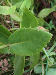 Hylotelephium maximum × spectabile