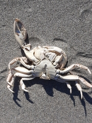 Hemigrapsus crenulatus