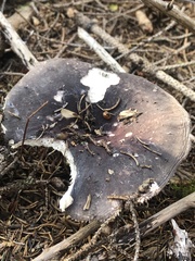 Russula mariae