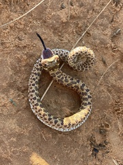 Heterodon nasicus