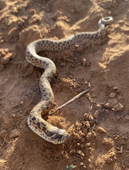 Heterodon nasicus