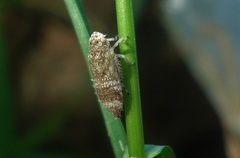 Allygidius atomarius