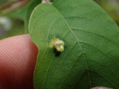 Blaesodiplosis