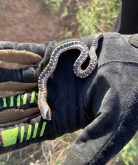 Heterodon nasicus