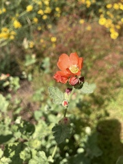 Sphaeralcea parvifolia
