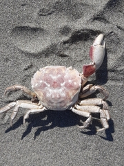 Hemigrapsus crenulatus