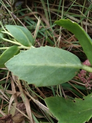 Hylotelephium maximum × spectabile