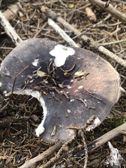 Russula mariae