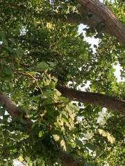 Ginkgo