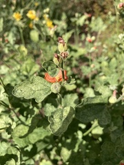 Sphaeralcea parvifolia
