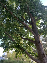Ginkgo