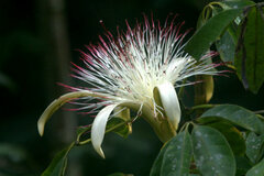 Pochota fendleri