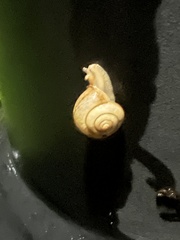 Bradybaena similaris