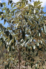 Alphitonia excelsa