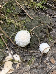 Lycoperdon curtisii