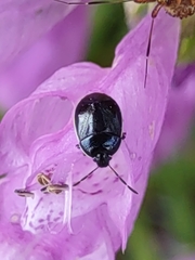 Sehirus cinctus