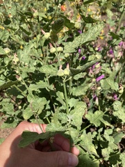 Sphaeralcea parvifolia
