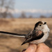 Italian Long-tailed Tit - Photo (c) Andrea Battisti, some rights reserved (CC BY-NC), uploaded by Andrea Battisti