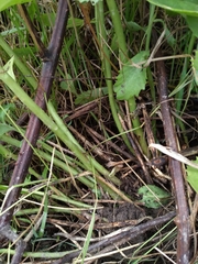 Hylotelephium maximum × spectabile